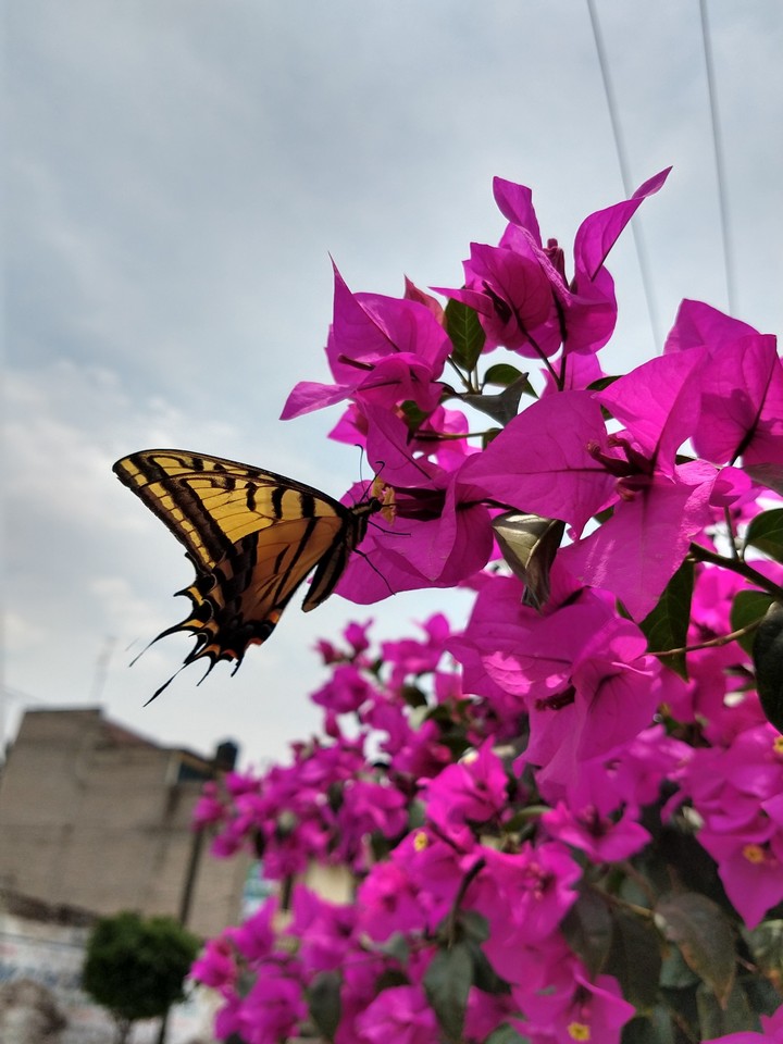 mariposa