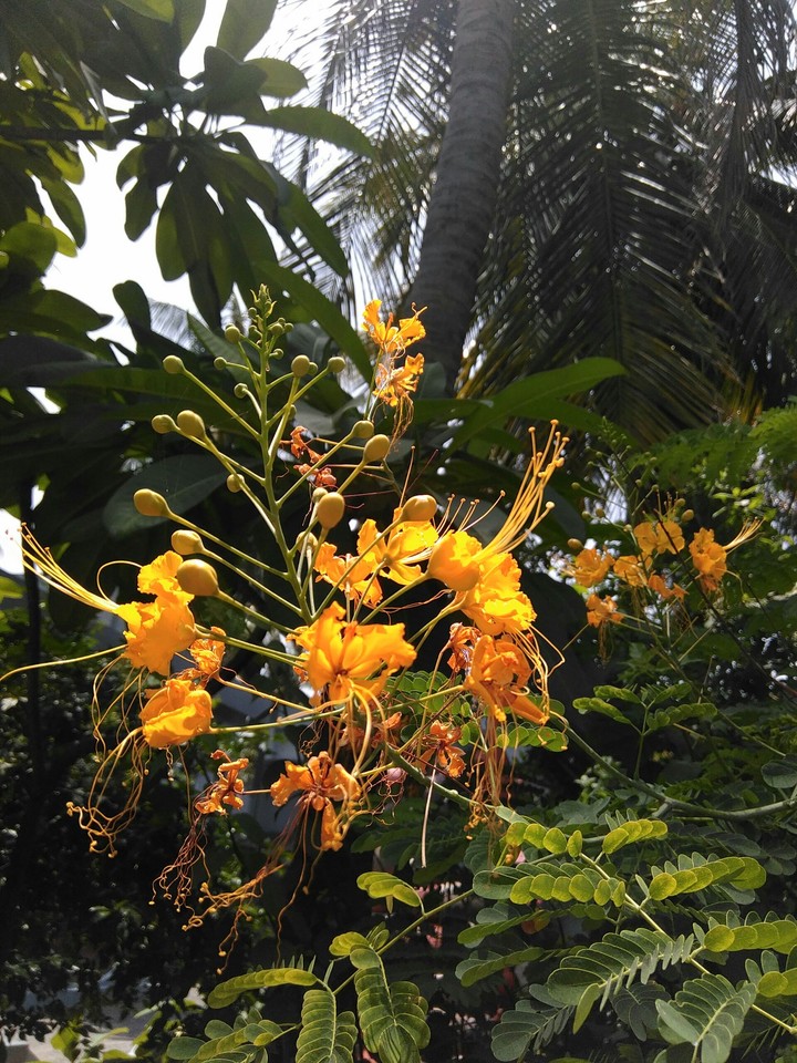 Beautiful flowers