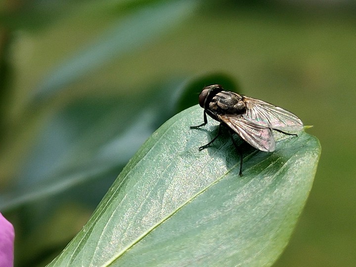 Fly on Leaf