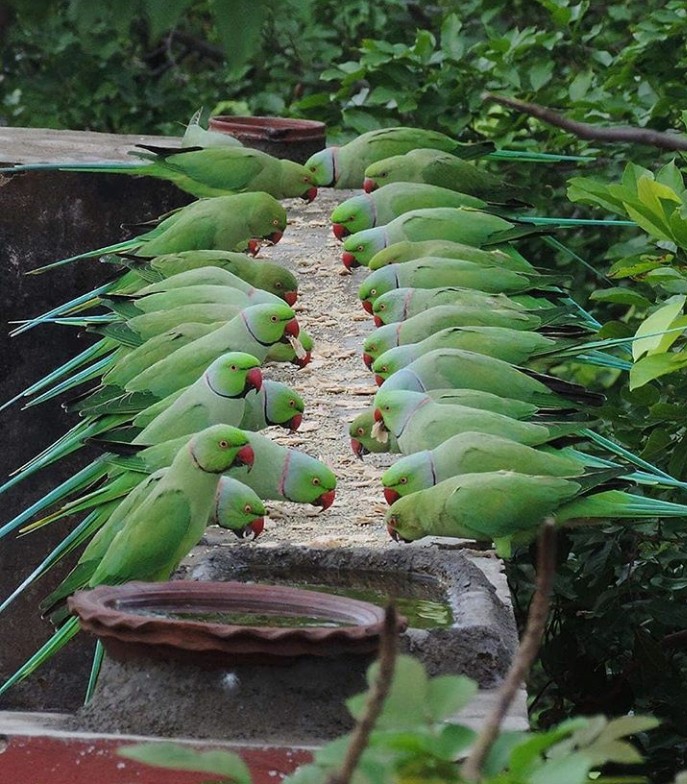 parrots