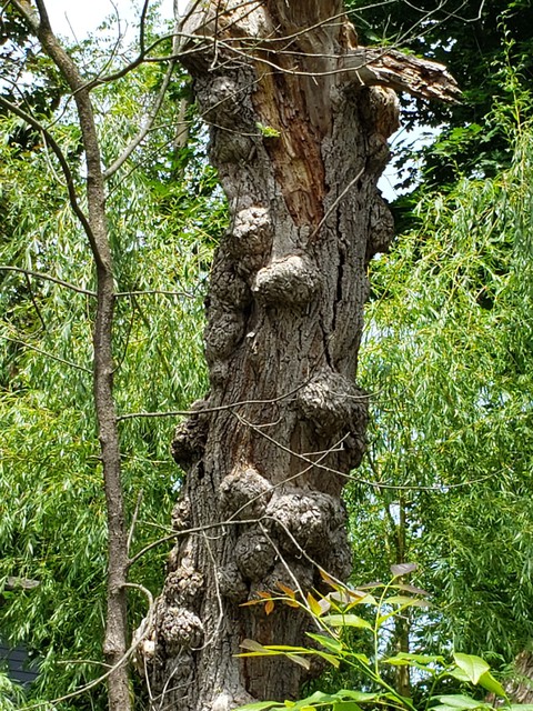 Bumpy Bark