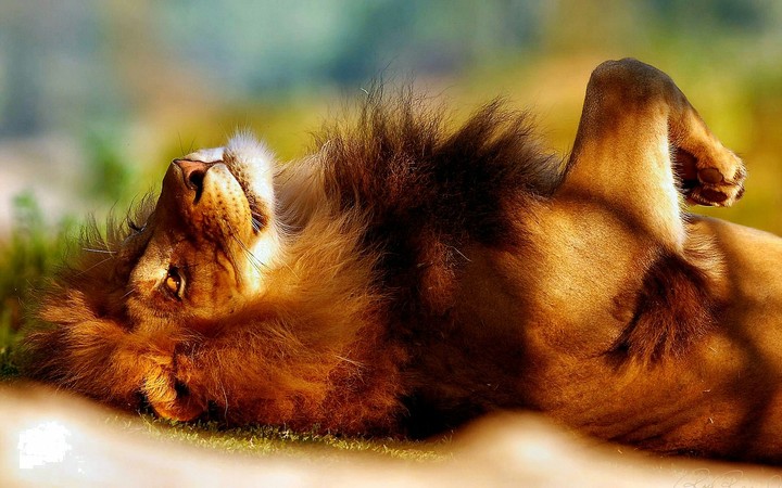 lion