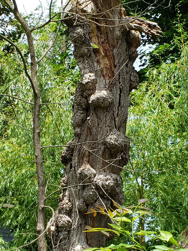 Bumpy Bark