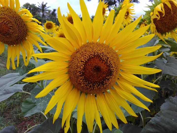 sunflower