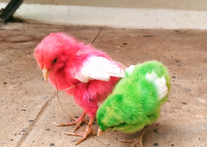 baby chicks