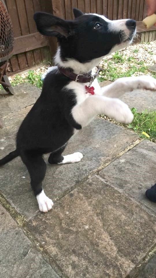 The Border Collie Because There Is No Better Dog
