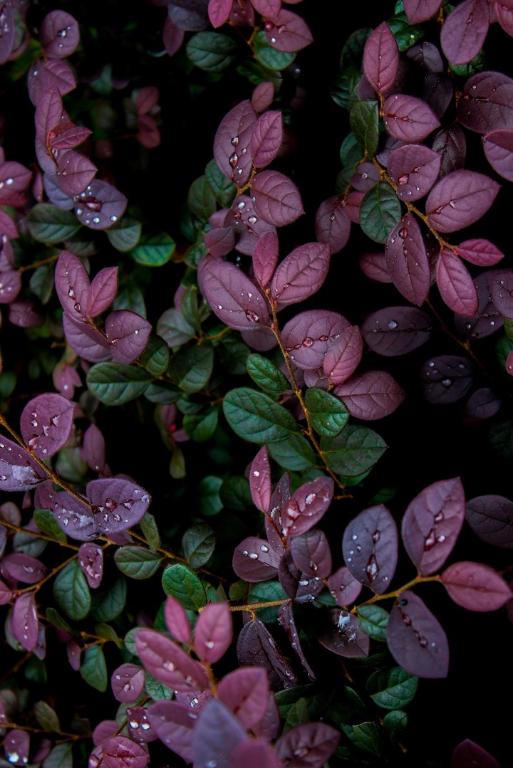 aaa
