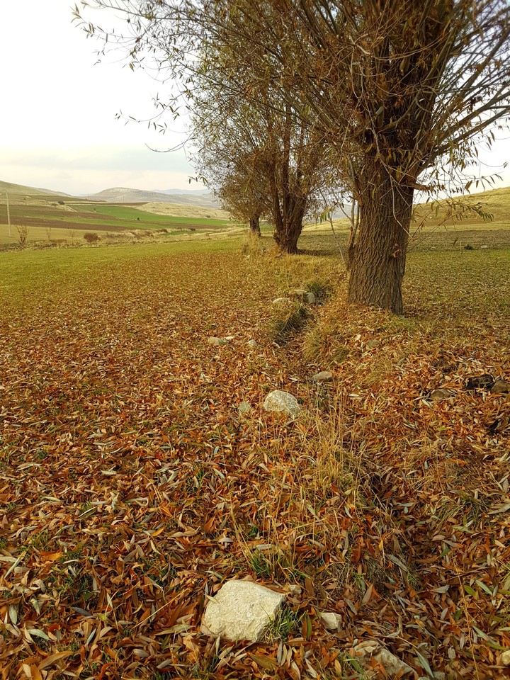 autumn