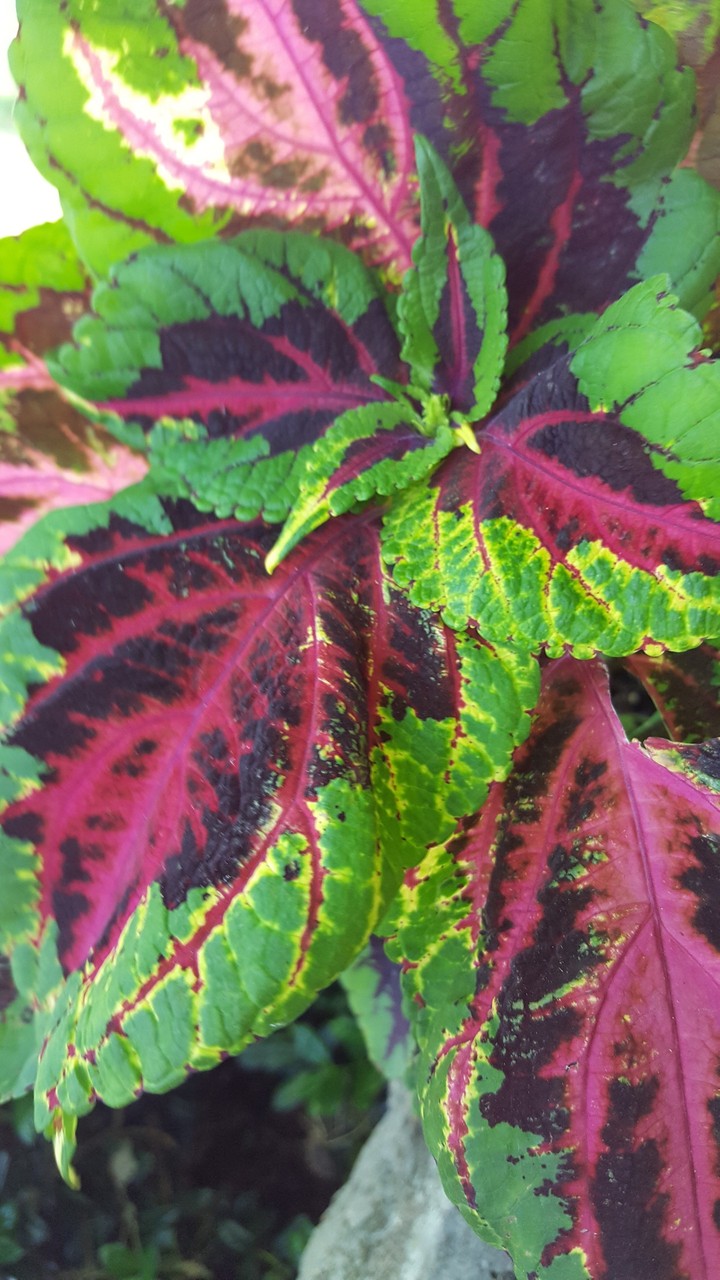 coleus