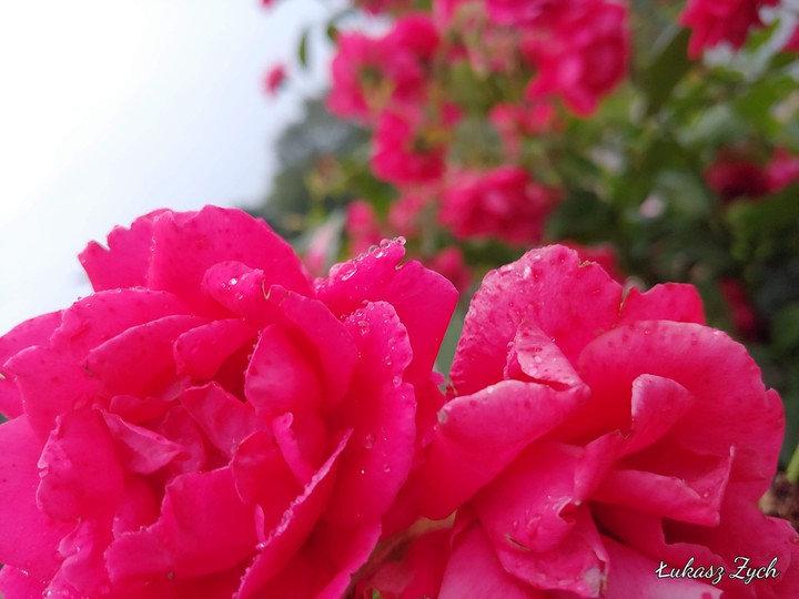 rose