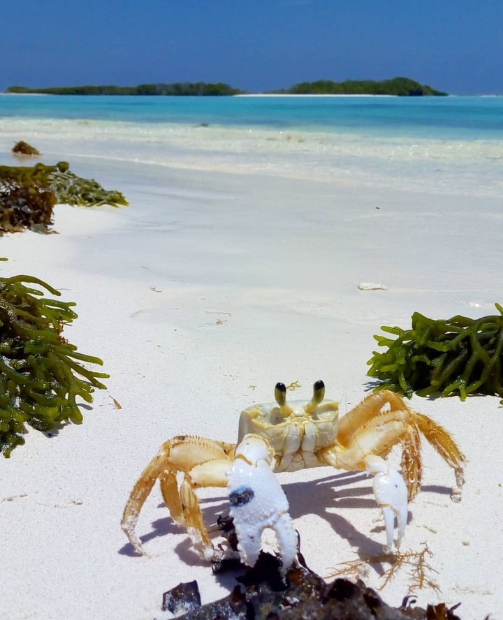 La Tortuga Island