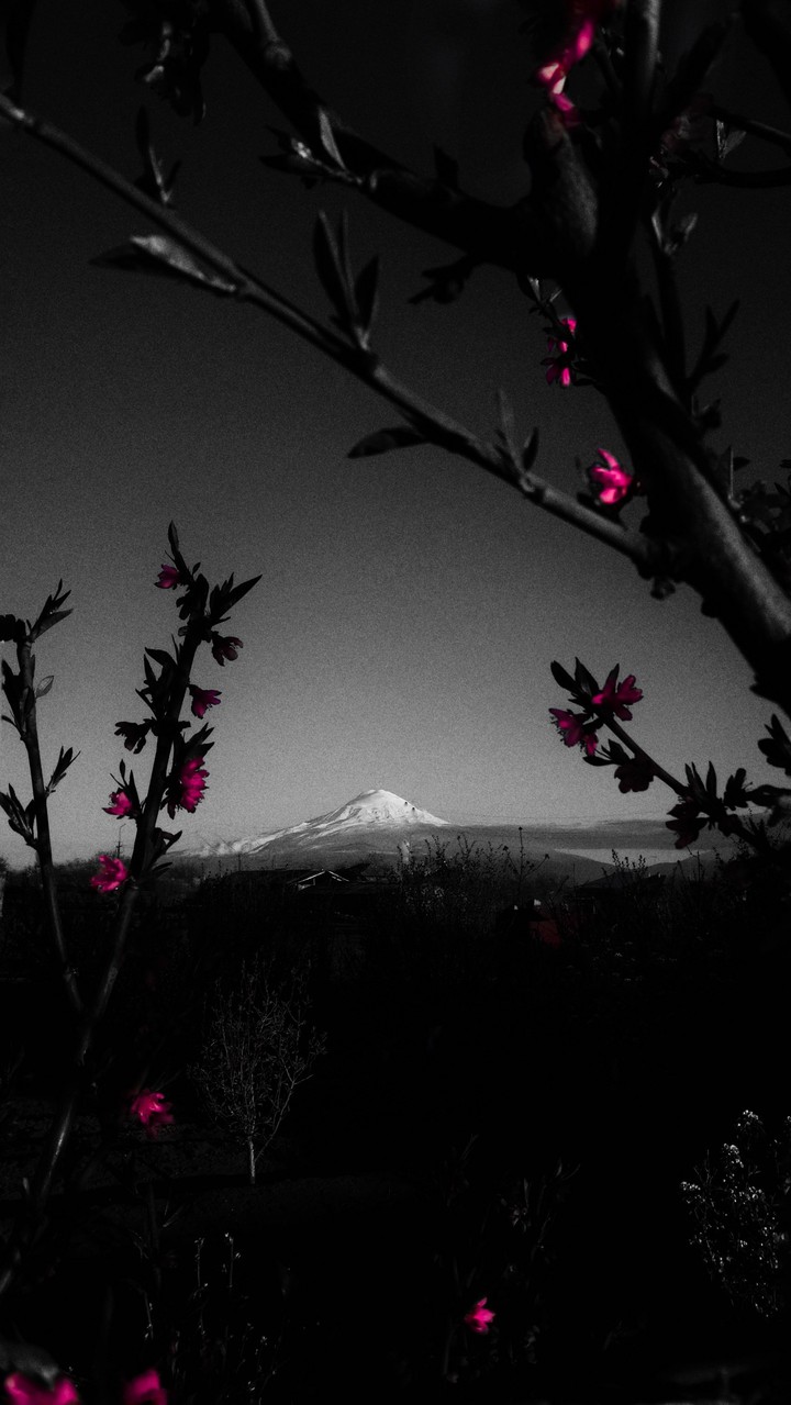 Ararat. Armenia.