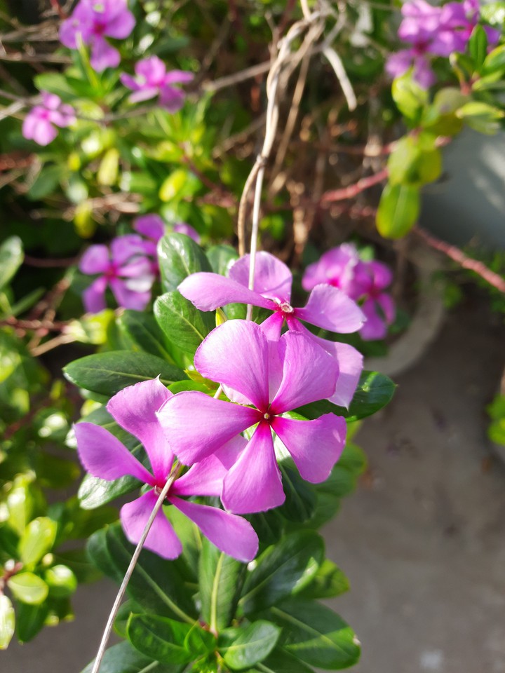 flower