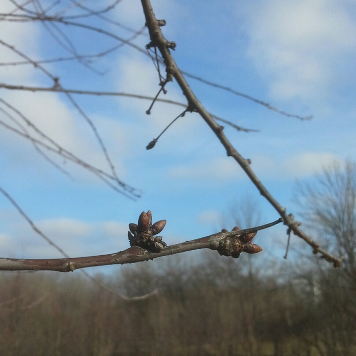 spring