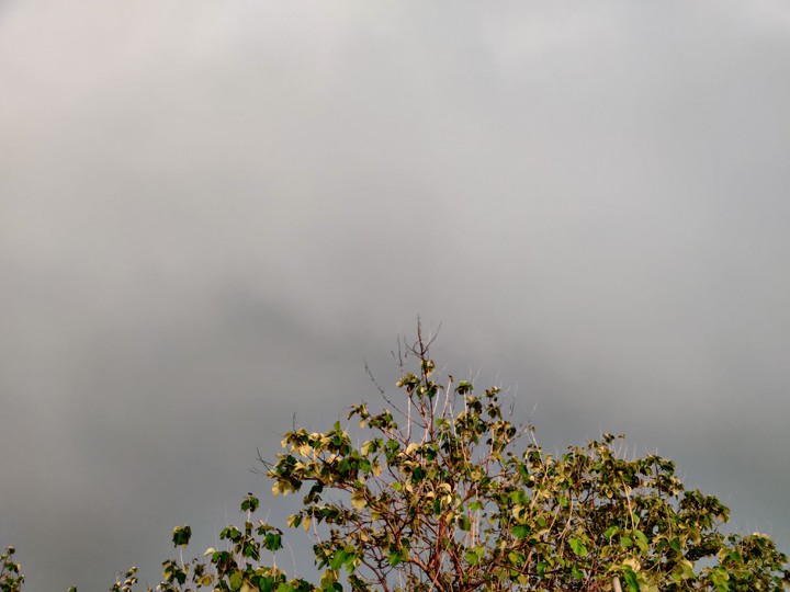 Greenery