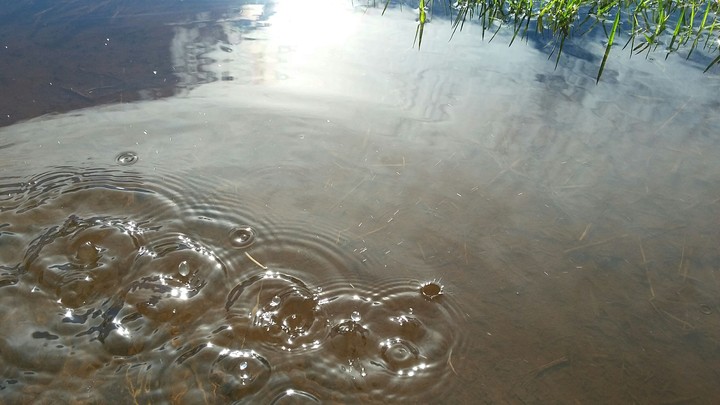 Water drops