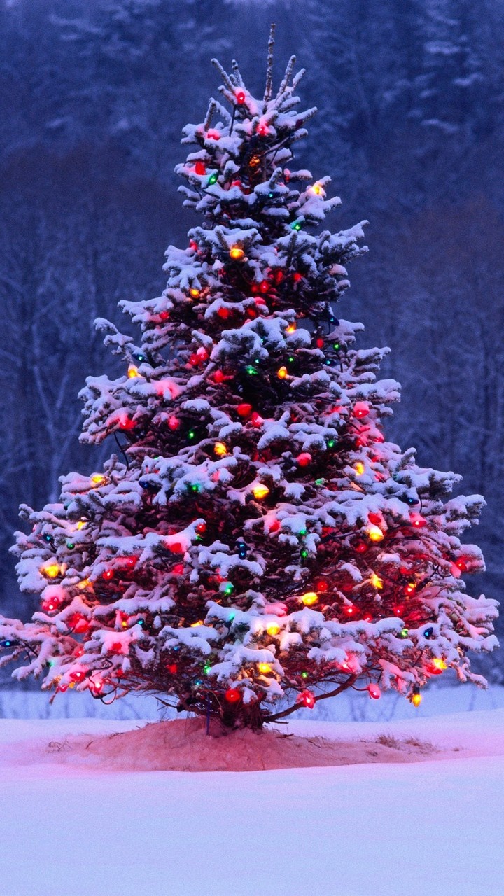 this Christmas tree