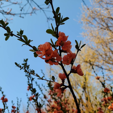 철죽사진
