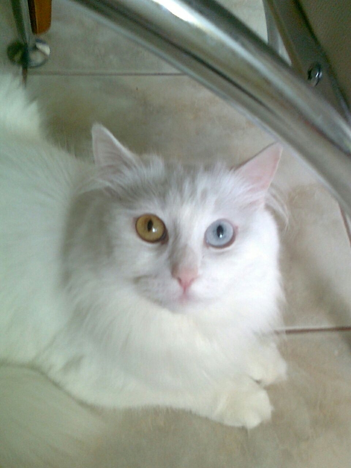 кошка
