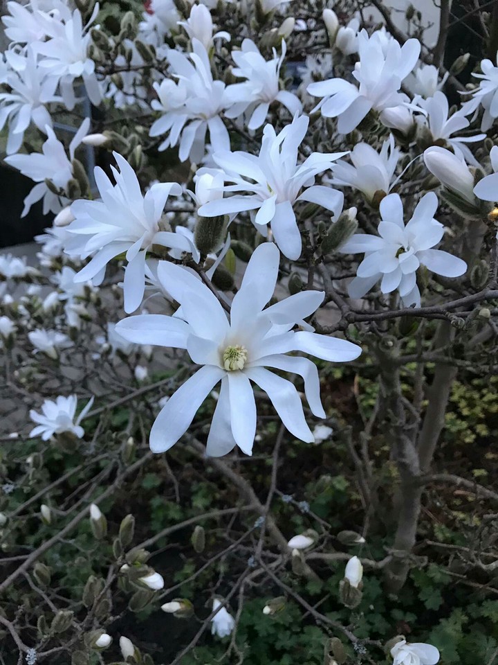 spring