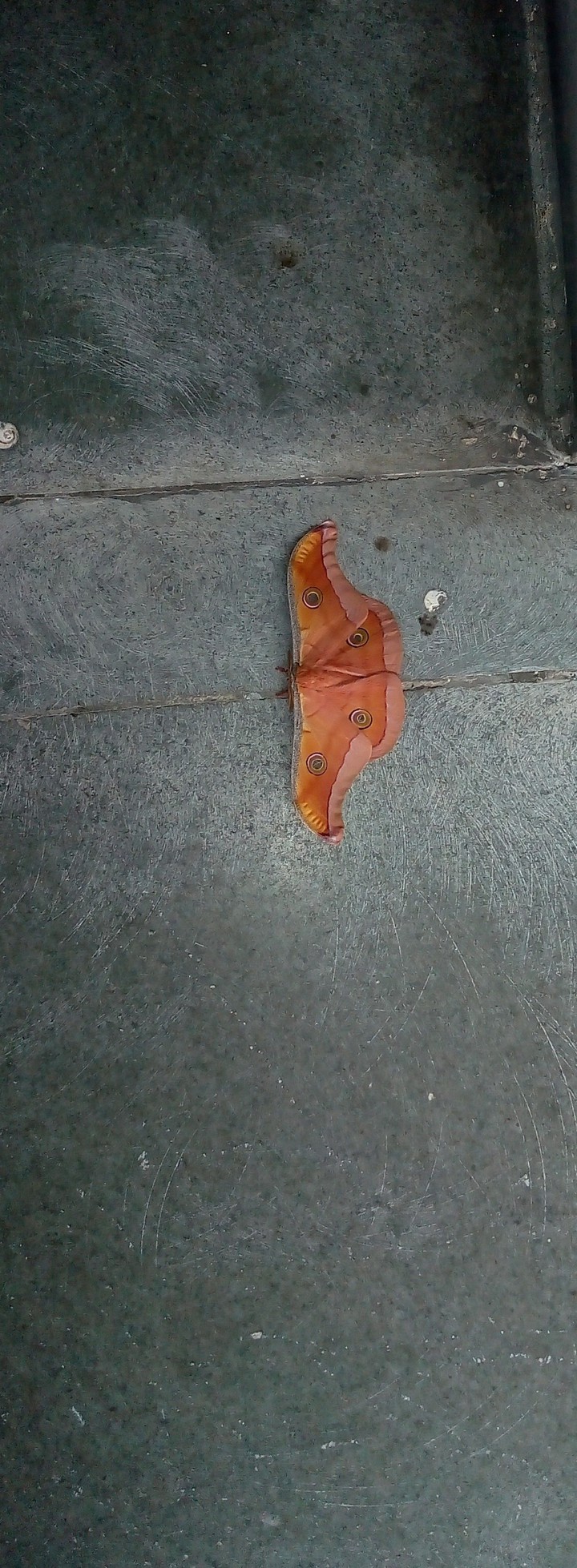 morning butterfly