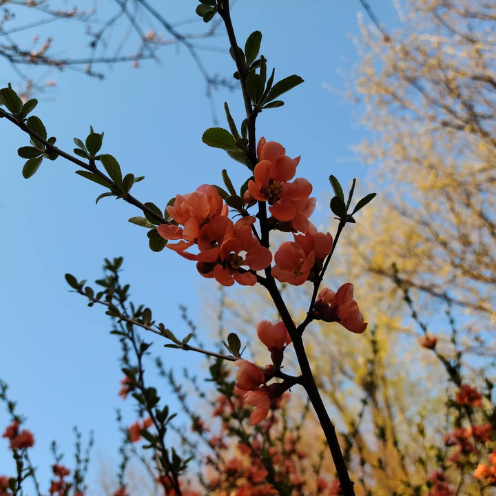 철죽사진