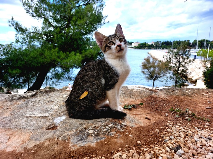 морской кот