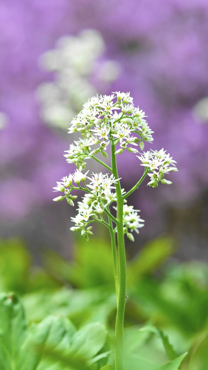 White Flower