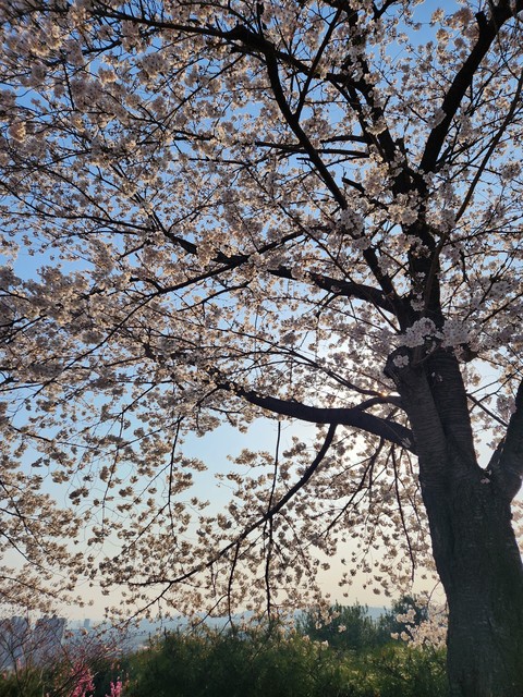 sfondi trunk, sky