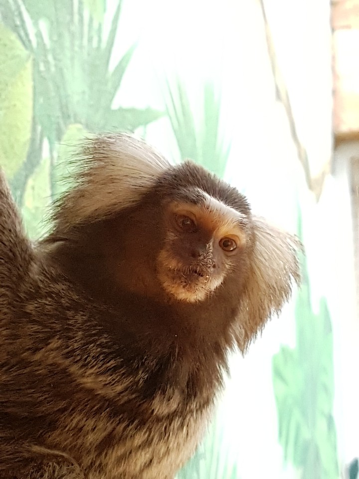 Singe