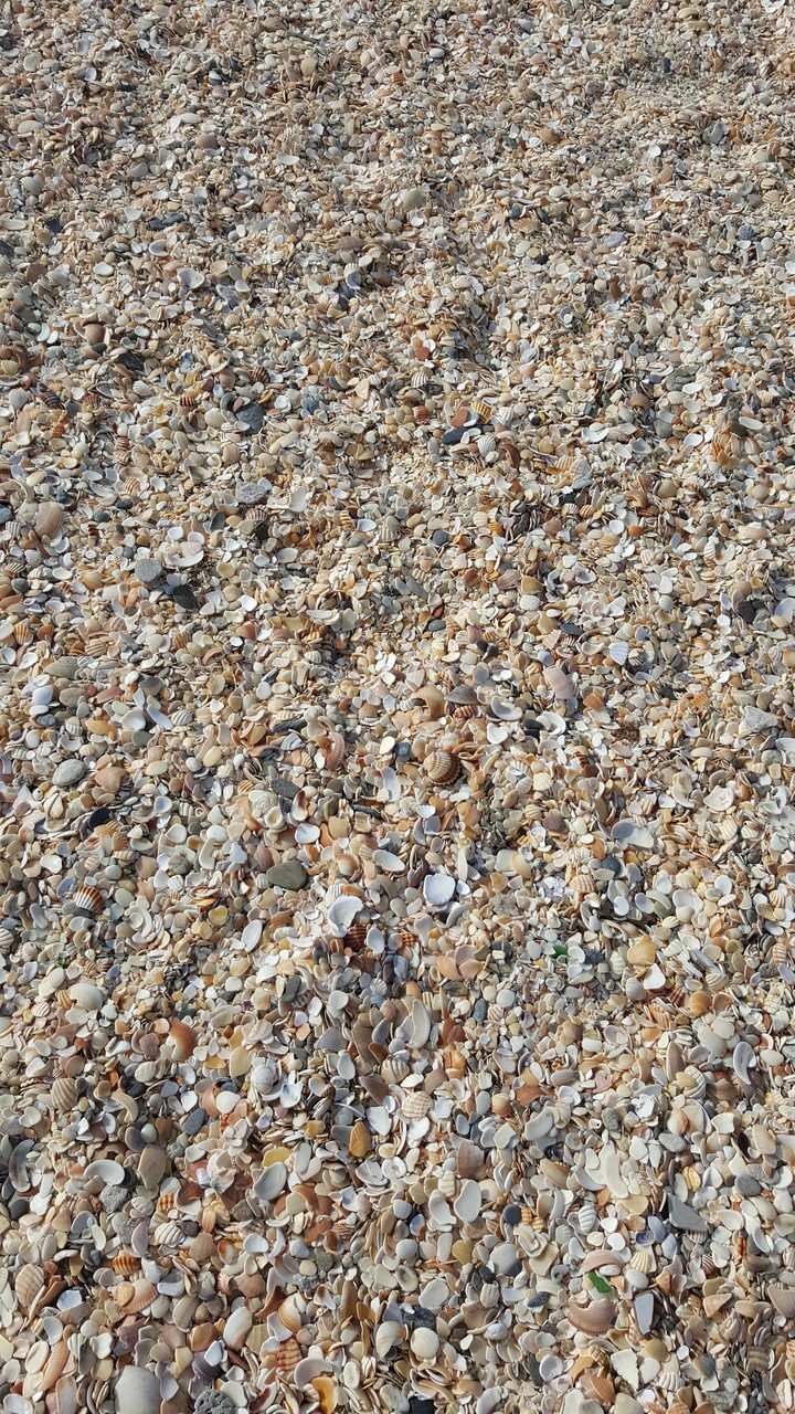 seashells