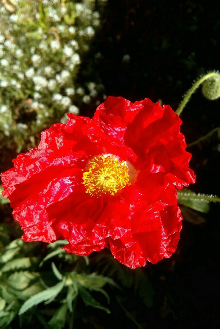 Bright Red Petals of a Poppy in the Sun