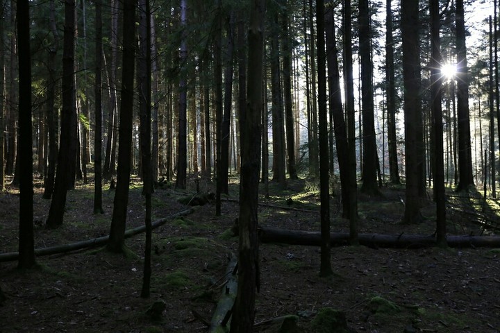 black forest