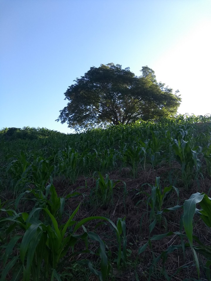 campo