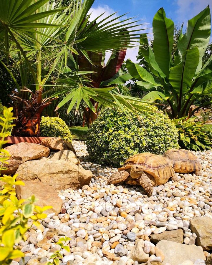 turtle