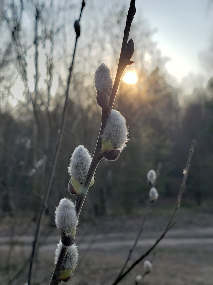 Весна