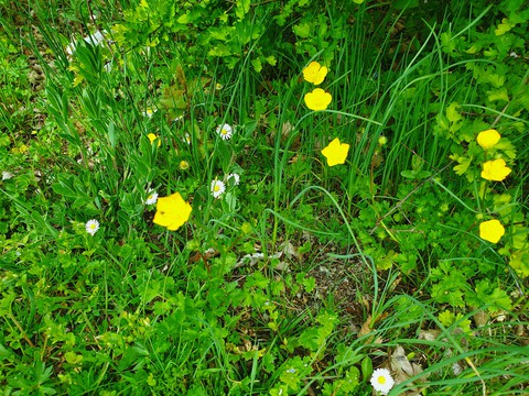 fleurs de bois