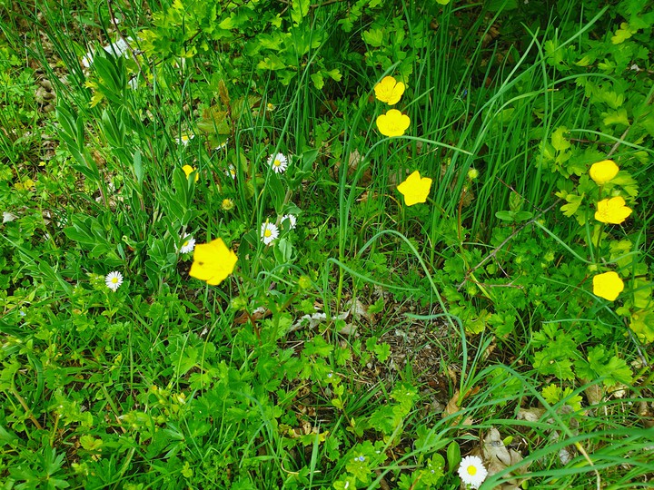 fleurs de bois