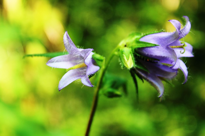wild beauty