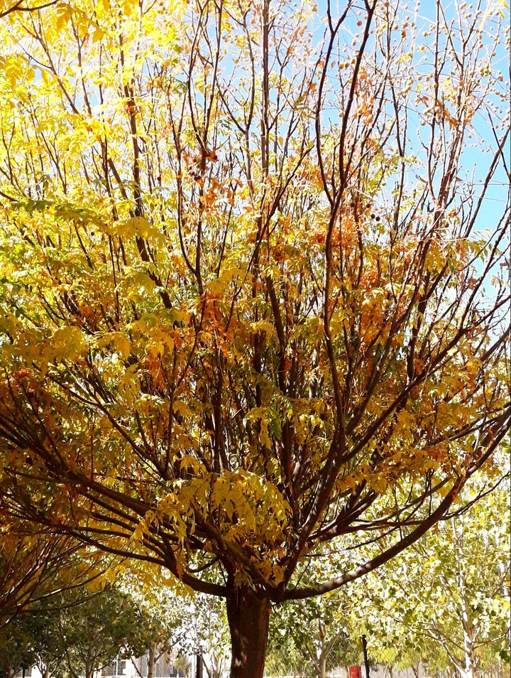The autumn