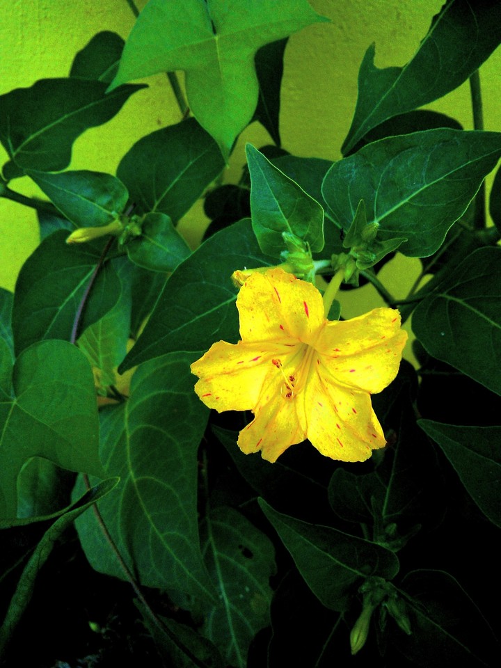 yellowflower