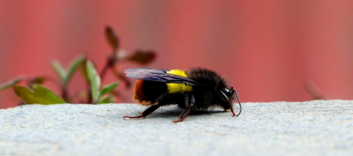 God's creature