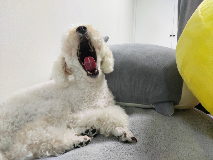졸린 쿠키