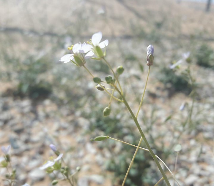Desert Flower