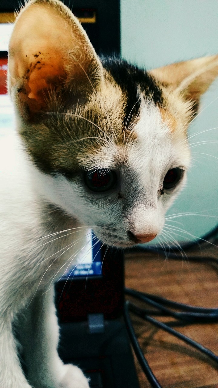 Kitten