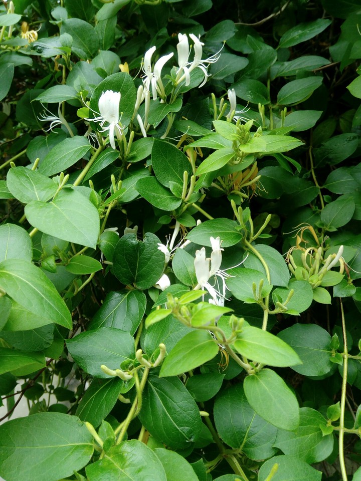 nature from my life