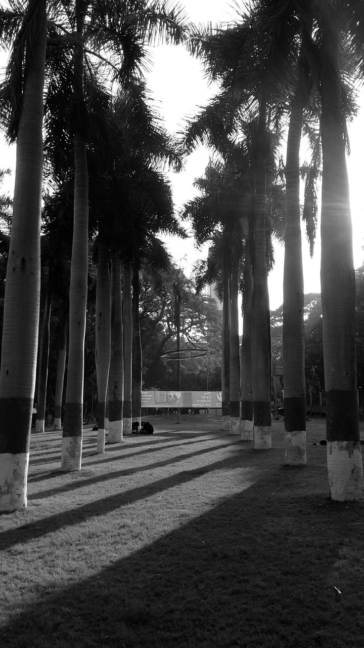 shadow of trees.... in black n white