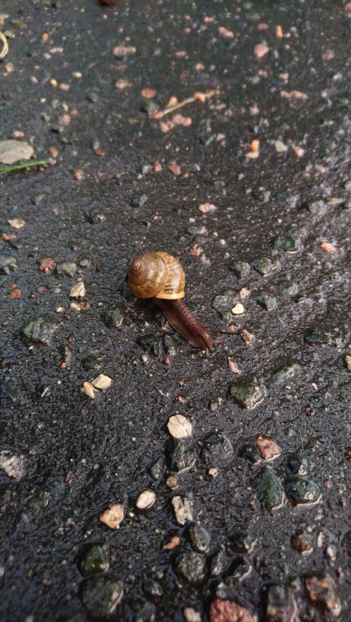 ? snail