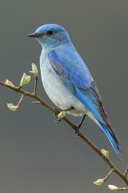 beautiful bird