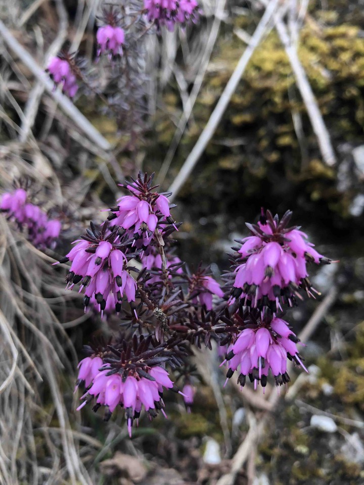 spring_flower